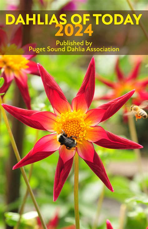 dahlia sound.